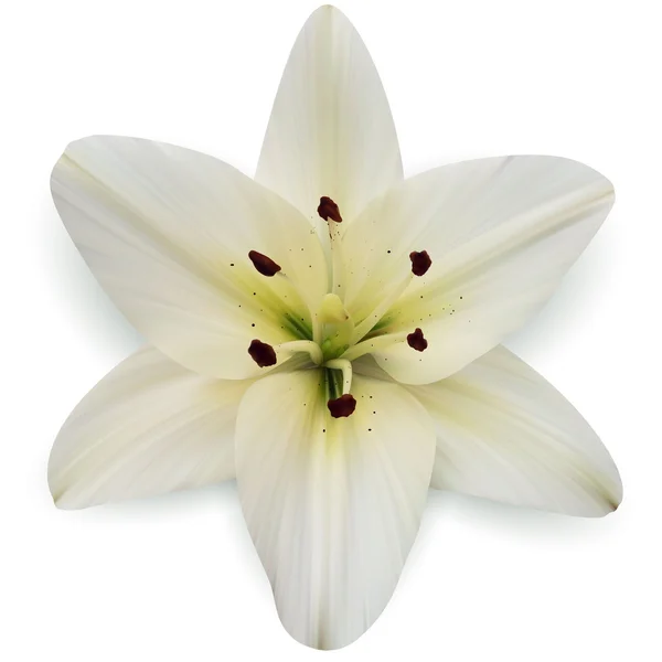 Flor amarilis blanca — Vector de stock