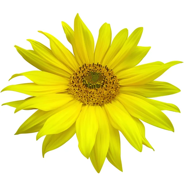 Girasol amarillo — Vector de stock