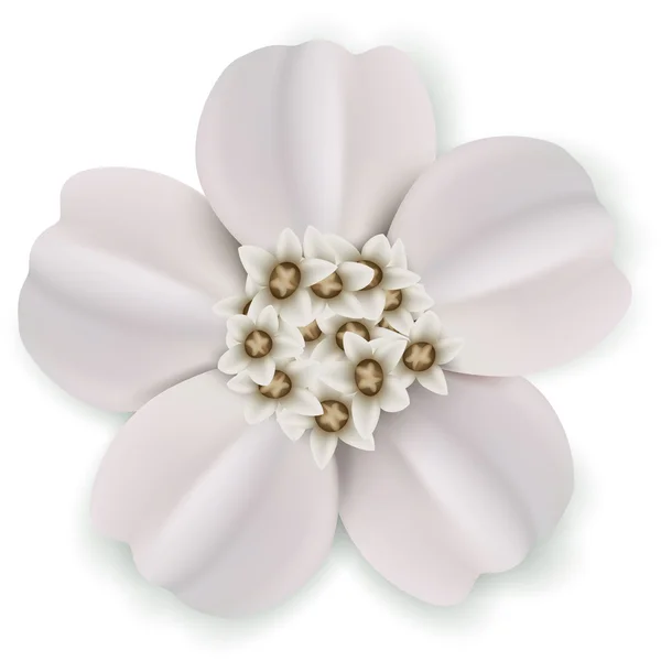 Fleur de Jasmin blanc — Image vectorielle