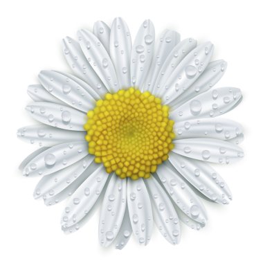 Daisy flower with water drops clipart