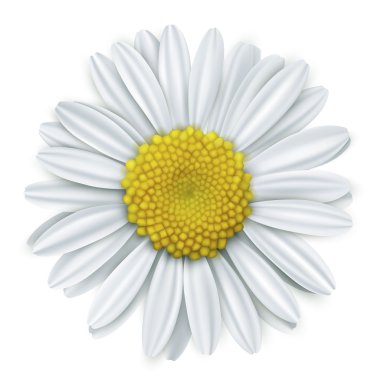White daisy flower clipart