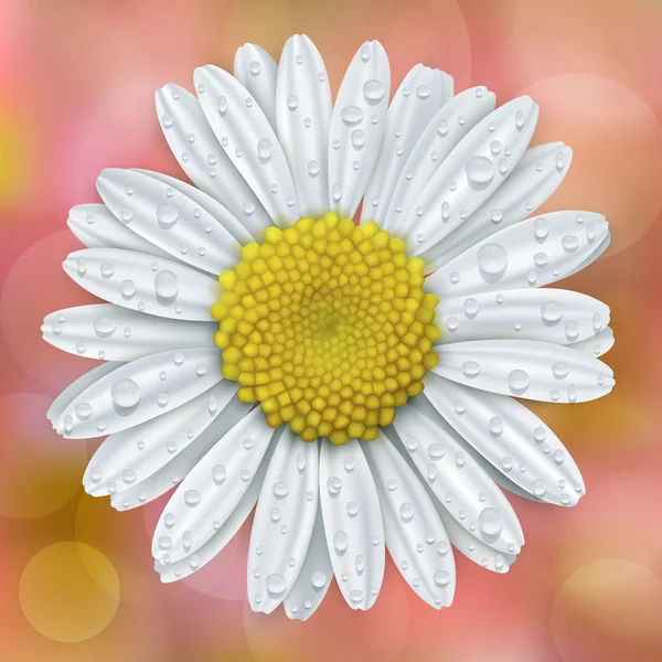 Daisy flower with water drops — Stock Vector