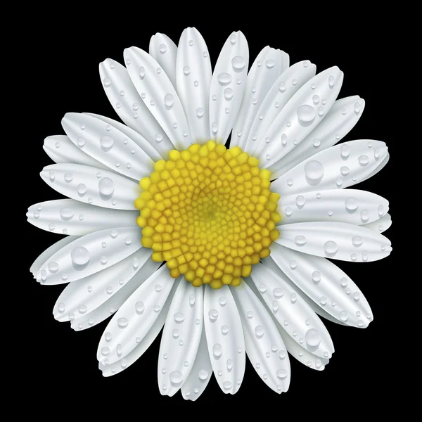 Daisy bloem met water drops — Stockvector