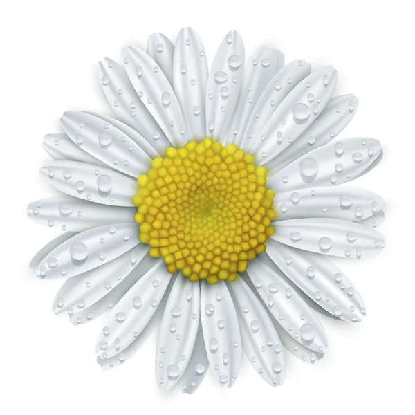 Fleur de marguerite avec gouttes d'eau — Image vectorielle