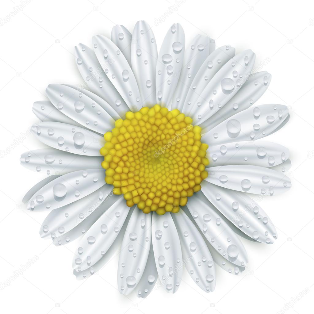 Daisy flower with water drops