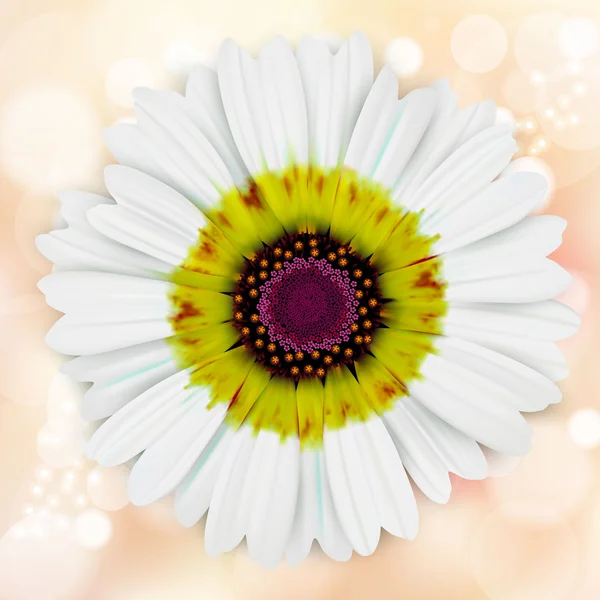 Blühende bunte Blume — Stockvektor