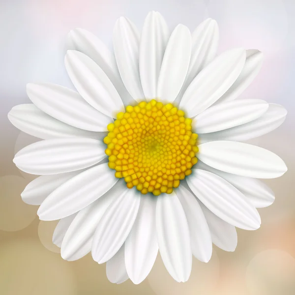 Beyaz papatya çiçeği — Stok Vektör