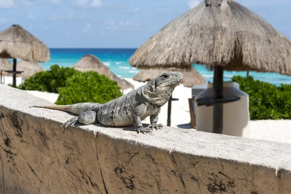 Mexican iguana — Stock Photo, Image