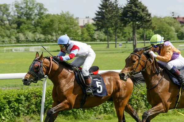 Wroclaw, Polonia, 10 de mayo de 2015: Finaliza la carrera para caballos de solo 3 años grupo II en Wroclaw . — Foto de Stock