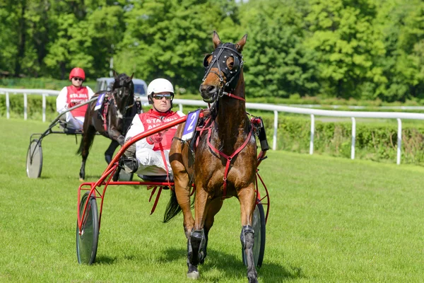 Wroclaw, Pologne, 10 mai 2015 : Présentation des chevaux avant la course internationale pour trotteurs français de 3 ans et plus à Wroclaw . — Photo