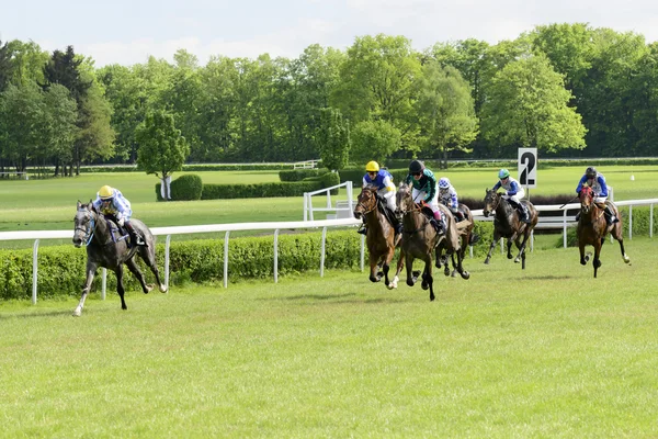 Wroclaw, Poland, May 10, 2015: Finish the race for horses only 3 year old group III in Wroclaw.