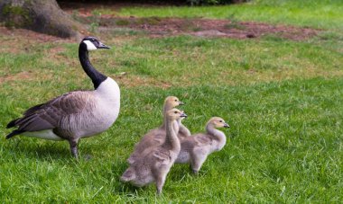 Kanada kazı - Branta kanadensis