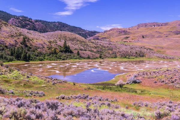 Spotted Lake, Columbia Britannica Immagine Stock