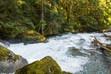güzel küçük nehir orman