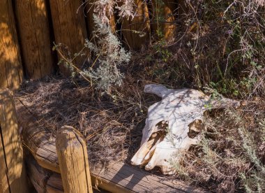 Çimenlerin üzerinde kürek