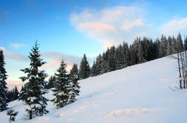 Bevroren Winterbos Mist Karpaten Oekraïne — Stockfoto