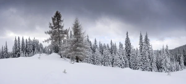 严寒的冬季森林在雾中 乌克兰喀尔巴阡山 — 图库照片