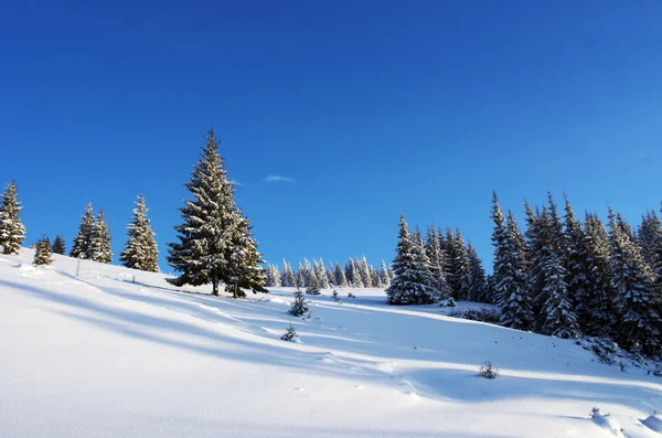 雪で覆われた山中冬の木 — ストック写真