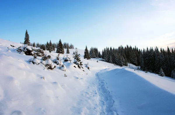 冬天山上树木的覆盖着雪 — 图库照片