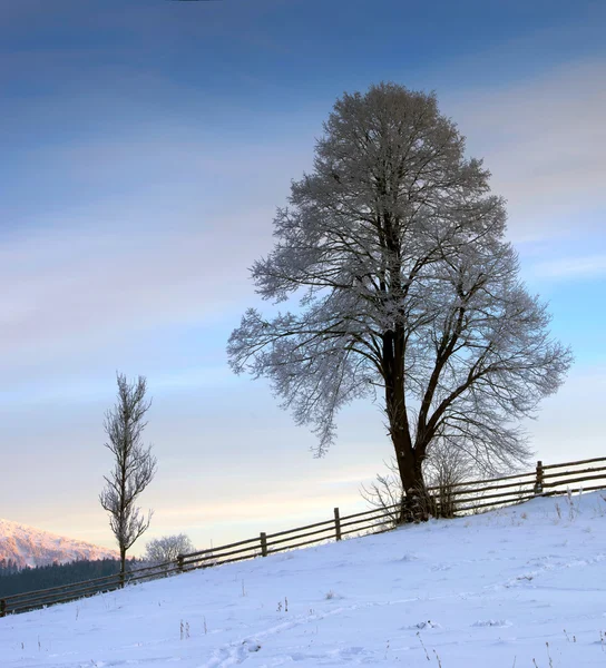 Dağlarda Kış Ağaçlar Karla Kaplı — Stok fotoğraf