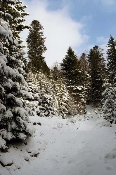 Winterbäume Schneebedeckten Bergen — Stockfoto