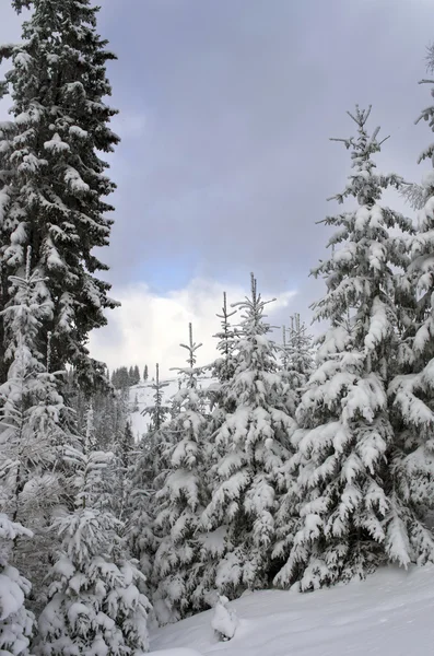 冬天山上树木的覆盖着雪 — 图库照片