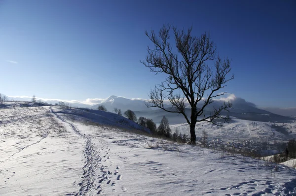 Vale Montanha Dos Cárpatos Coberto Com Neve Fresca Majestosa Paisagem — Fotografia de Stock