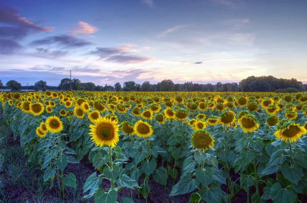 Campo Girassóis Florescendo Pôr Sol Fundo — Fotografia de Stock