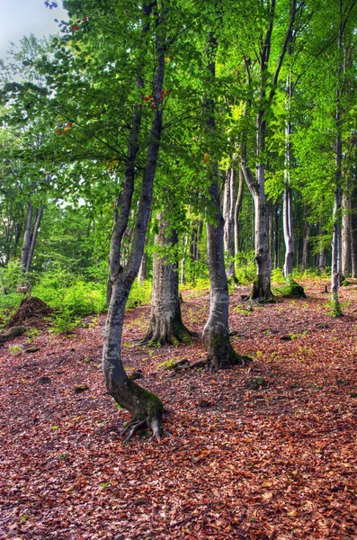 Carpathian Mistic Autumn Forest — Foto Stock