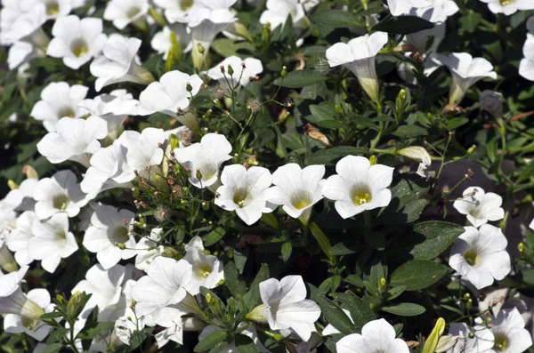 Fiori Primi Piani Petunie Bianche — Foto Stock