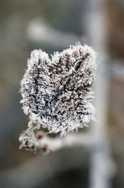 冷凍秋葉抽象自然バック グラウンド — ストック写真