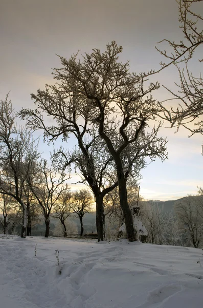 Sunrise Téli Hegyekben Napkelte Kárpátok Ukrajna — Stock Fotó