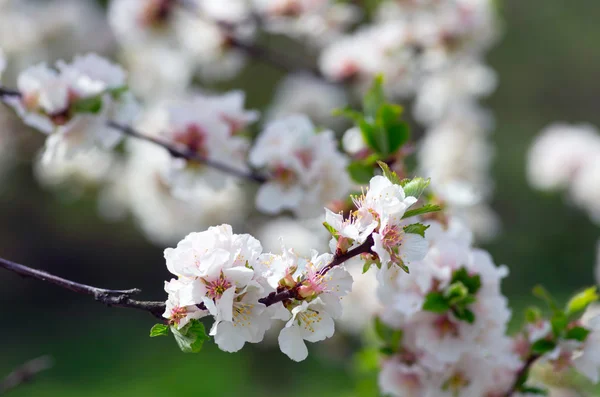 春花背景 绿叶与白花的抽象花边 — 图库照片