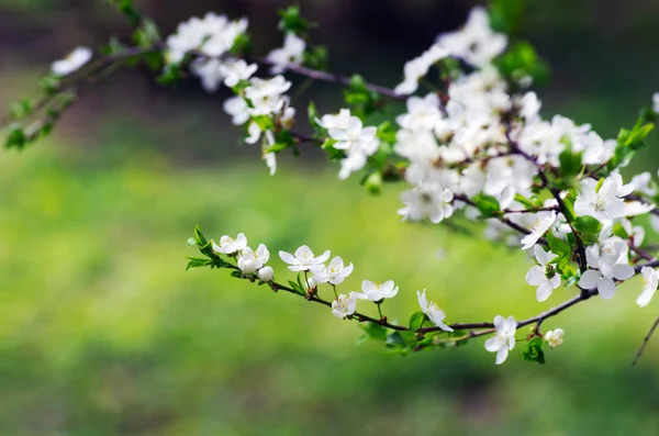 Bahar Çiçeği Arkaplanı Yeşil Yapraklardan Beyaz Çiçeklerden Oluşan Soyut Çiçek — Stok fotoğraf