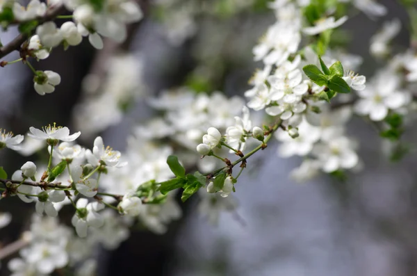 Spring Blossom Background Abstract Floral Border Green Leaves White Flowers — Stock Photo, Image