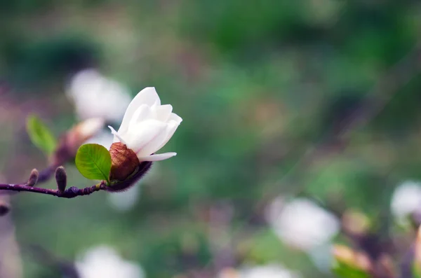 Белый Цветок Магнолии Против Неба Крупным Планом — стоковое фото