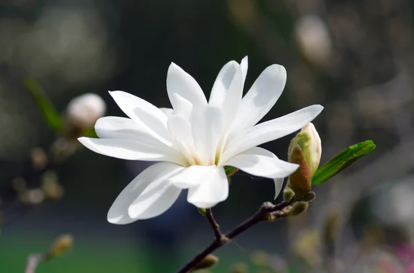 Biały Kwiat Magnolii Tle Nieba Zbliżenie — Zdjęcie stockowe