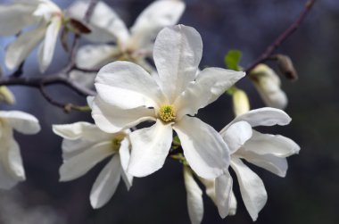 Gökyüzüne yakın beyaz manolya çiçeği