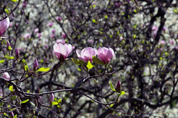 Blühen Der Magnolienblüten Frühling — Stockfoto