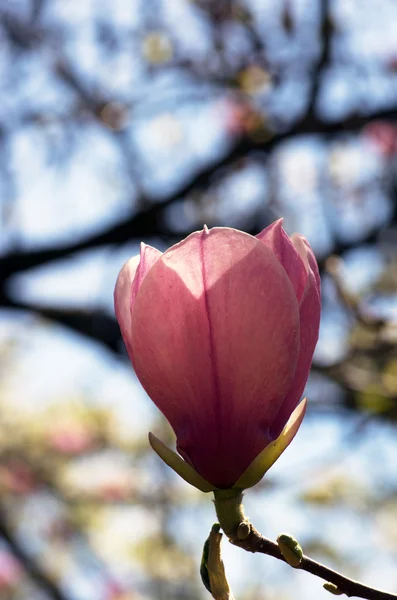 Blühen Der Magnolienblüten Frühling — Stockfoto