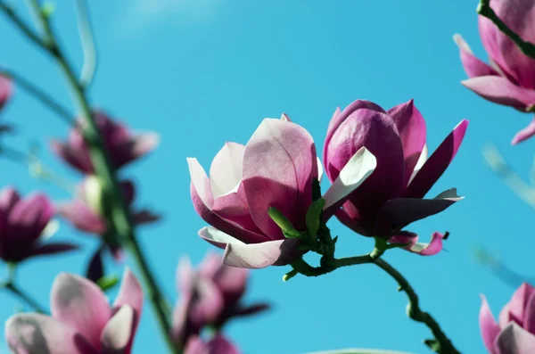 Blühen Der Magnolienblüten Frühling — Stockfoto