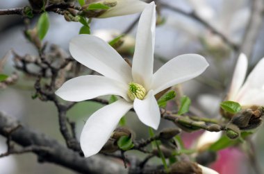 Gökyüzüne yakın beyaz manolya çiçeği