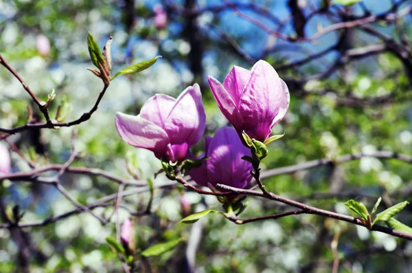 Blühen Der Magnolienblüten Frühling — Stockfoto