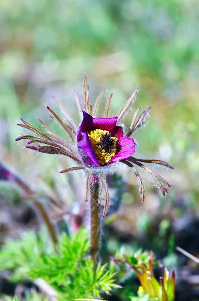Doğada Gün Batımında Yetişen Paska Çiçeği Makro Bahar Çiçekli Arka — Stok fotoğraf