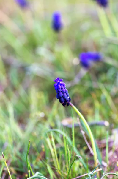 Blå Våren Blommor Druvor Hyacint Närbild — Stockfoto