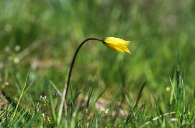 Wilde lale, Tulipa Sylvestris