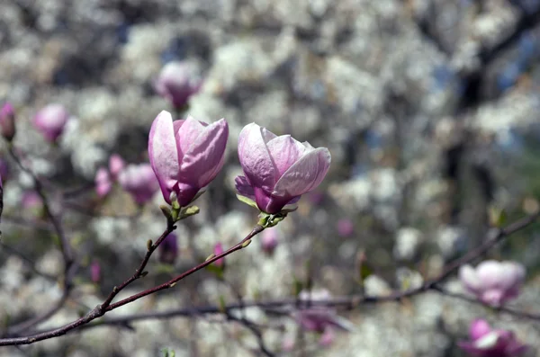 Mooie Bloemen Van Een Magnoliaboom — Stockfoto