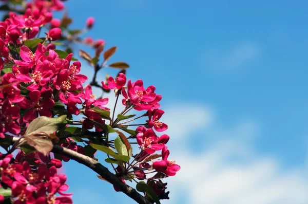 Chinesische Blühende Krabben Apfel Wilde Apfelblüten — Stockfoto