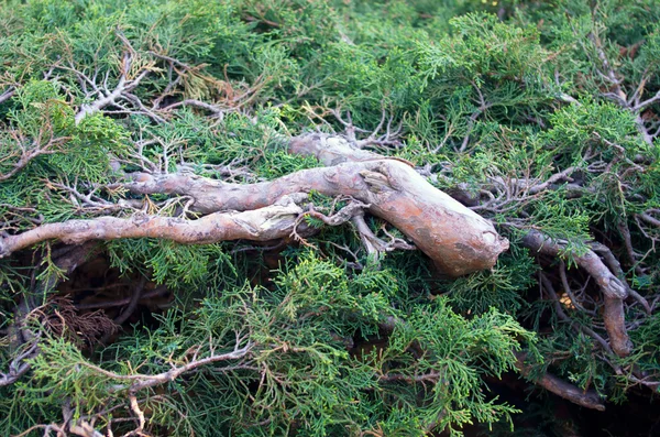Juniperus Communis Árbol Enebro Siempreverde Rama Verde — Foto de Stock