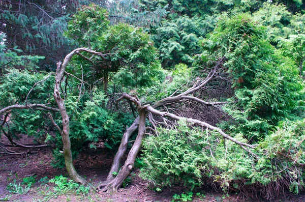 Juniperus Communis Árbol Enebro Siempreverde Rama Verde — Foto de Stock